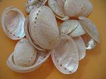 Haleotis Ovina nacr�